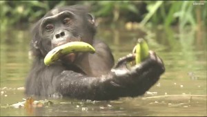 Bonobos