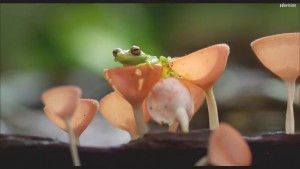 Amazonia