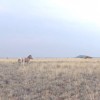 Drôles de rencontres dans la savane (Incroyable faune d'Afrique)